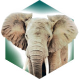 ArkNova方舟动物园桌游